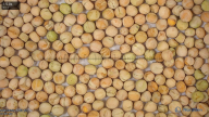 Seed
